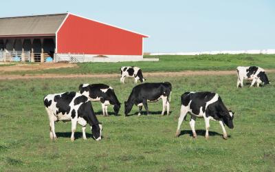small group of dairy cattle grazing in a pasture near a red monoslope barn