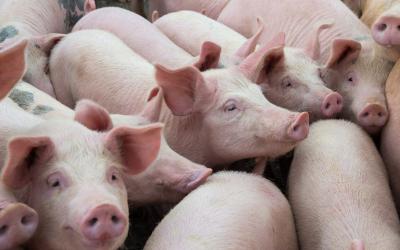 group of young piglets