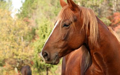 sorrel horse with trees in the background