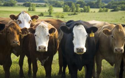 five beef cows standing in a pasture