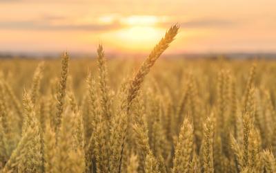 wheat field