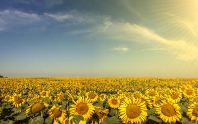 sunflower field