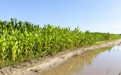 water near a corn field