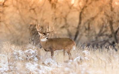 white-tailed buck standing in a clearing with snow on the ground