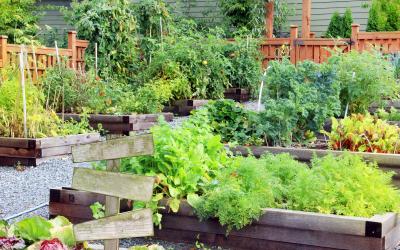 fruit and vegetable garden with raised beds