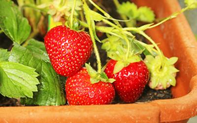 strawberries growing on a vine in a pot