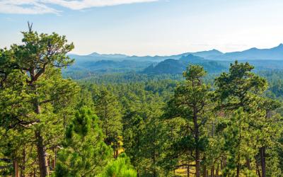 tall trees in the Black Hills