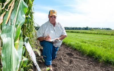 Paul O. Johnson making notes about a field of corn