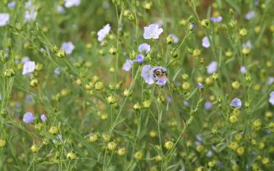99-Flax Field with purple flax flowers
