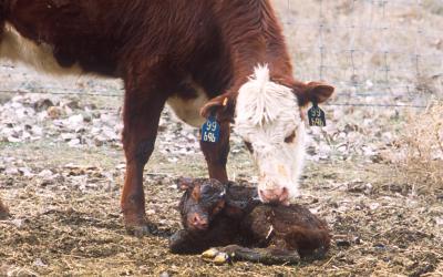 A newborn calf with its mother in a snowy field
