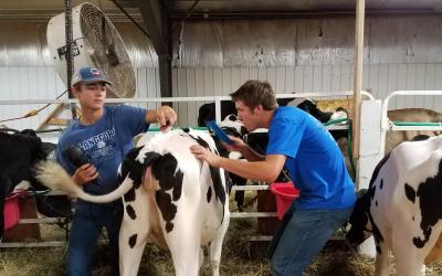 Colin (left) and Dylan Frey grooming a dairy calf.