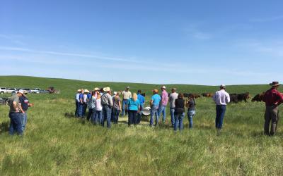 beefSD participants in a pasture