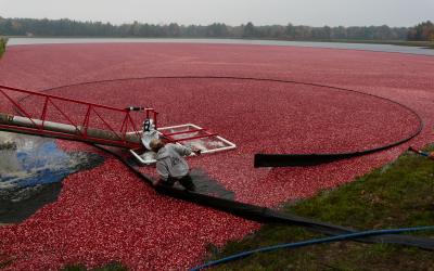 cranberries being loaded by an auger