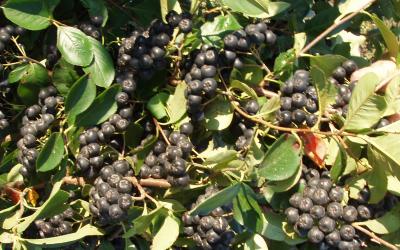 bunches of Aronia berries still on a bush