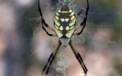 a Black and yellow garden spider on its web.