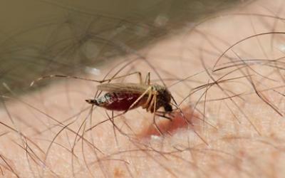 A small mosquito feeding on an arm