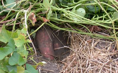 sweet potatoes partially buried under the vines about ground