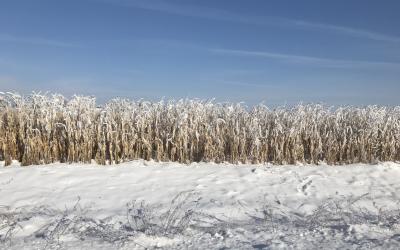 A snow-dusted corn stand.