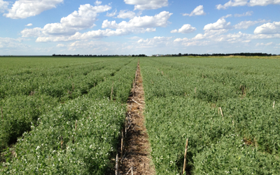 A sprawling green field of field pea plantings