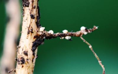 A soybean root with several small white cysts growing on it.