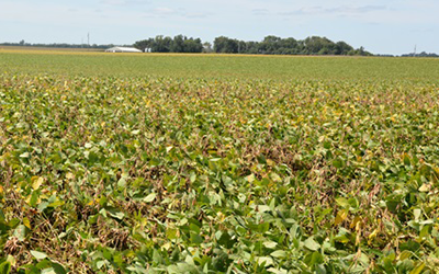 soybean field with white mold