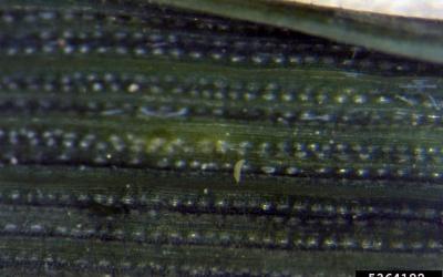 Small white mites crawling on a blade of wheat.