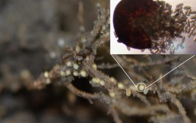 an image showing soybean roots with cyst nematode eggs