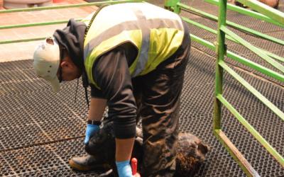 A dairy employee wearing gloves, heavy work pants, and a high visibility vest.