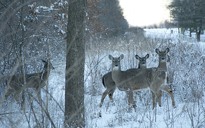 A group of white tail deer in a snowy clearing.