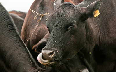 Several black beef cattle close together feeding.