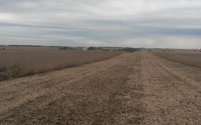 A large soybean field being harvested. About half the field is harvested.