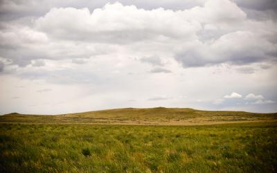 A vast, open rangeland with a few patches of weeds.