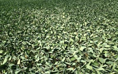 A field of soybeans with leaves flipping upward.