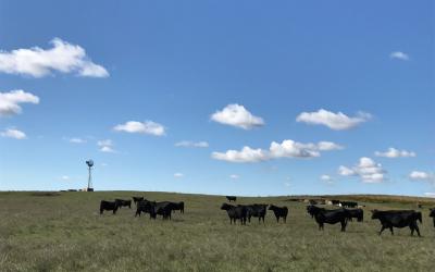 A group of cattle grazing in fall pasture.