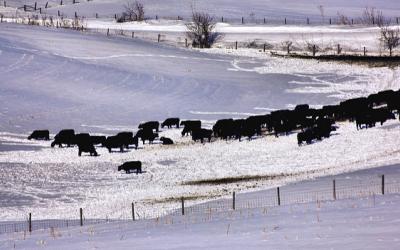 A heard of cattle grazing in a snowy pasture.