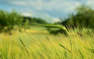 Blades of green wheat in a wheat field.