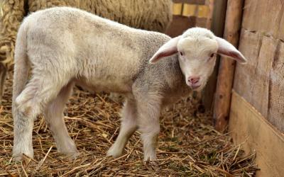 A young lamb standing in a barn stall.