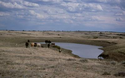 A herd of cattle grazing near a pond on an open range.