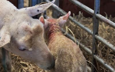 A mother sheep cleaning its newborn lamb in a pen.