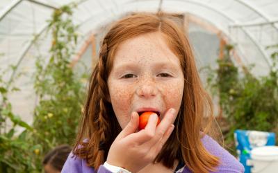 A young, freckled girl eating small, red tomatoes inside a greenhouse.