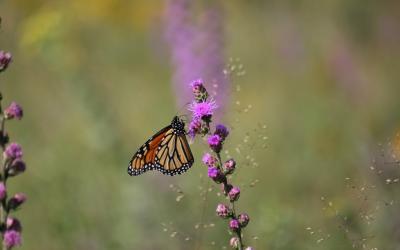 An orange and black monarch butterfly resting on a purple flower.