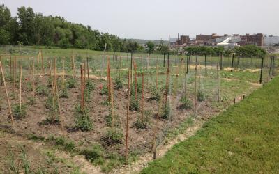 A community garden plot with several tomato plants growing.