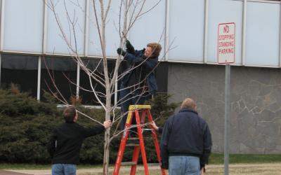 A group of three people pruning a tree.