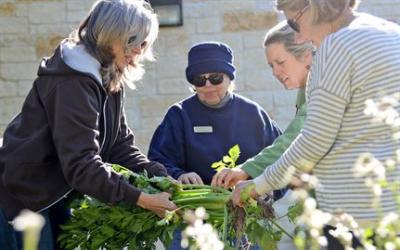 A group of master gardeners examining a plant.