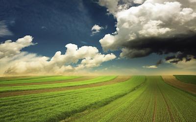 Pest Management Guides Sunny field with large puffy clouds and blue sky