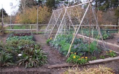 An organic garden with flowers, plants, land vegetables growing.