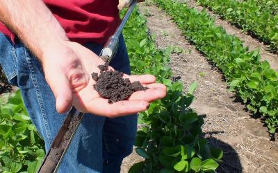 A hand holding a soil sample taken from a soybean field.