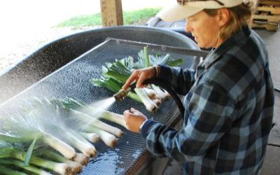A woman rinsing vegetables off in an outdoor sink.