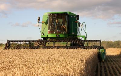 A green combine harvesting wheat.