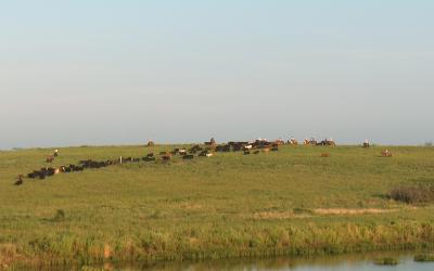 several cattlemen on horseback moving a herd of cattle at pasture